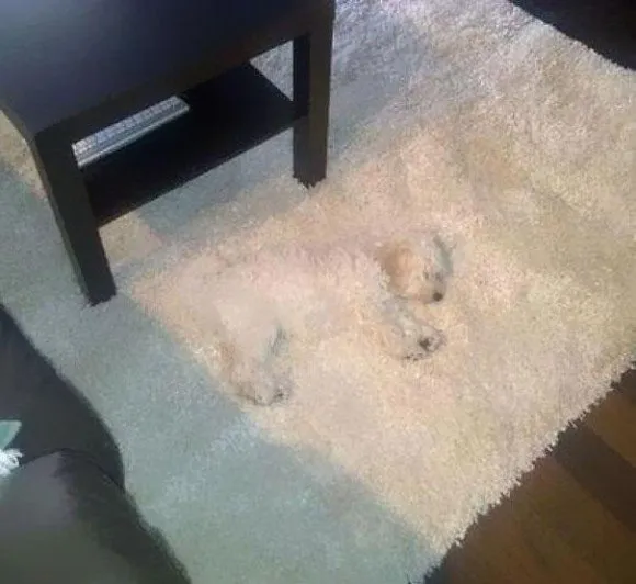 Uji Kejelian Mata dengan Menemukan 10 Anjing dalam Gambar. Berapa yang Berhasil Kamu Temukan? 16