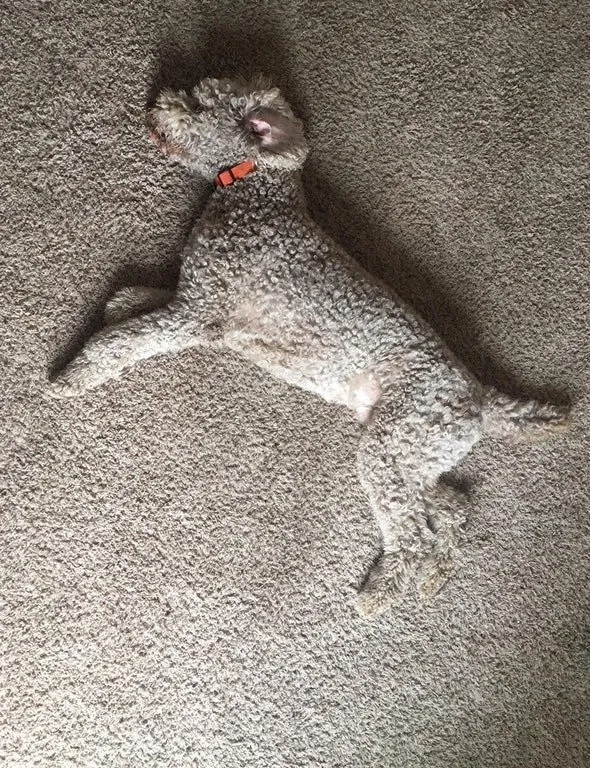 Uji Kejelian Mata dengan Menemukan 10 Anjing dalam Gambar. Berapa yang Berhasil Kamu Temukan? 15