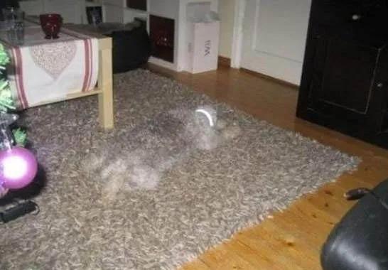 Uji Kejelian Mata dengan Menemukan 10 Anjing dalam Gambar. Berapa yang Berhasil Kamu Temukan? 19