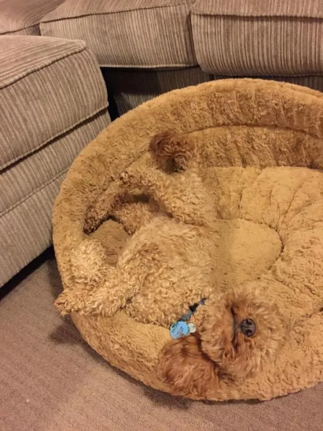 Uji Kejelian Mata dengan Menemukan 10 Anjing dalam Gambar. Berapa yang Berhasil Kamu Temukan? 18