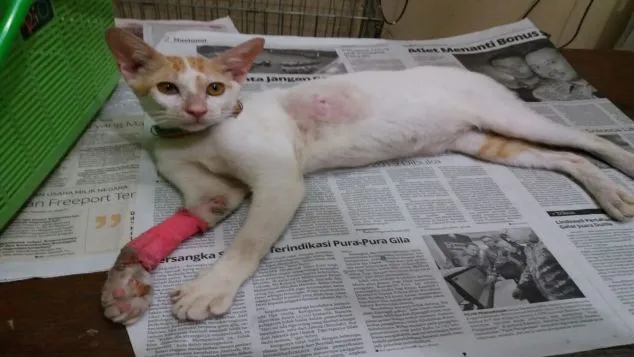 Sisi Gelap Kelucuan Kucing yang Sering Dimanfaatkan buat Keuntungan Pribadi Lewat Donasi. Jahat deh! 4