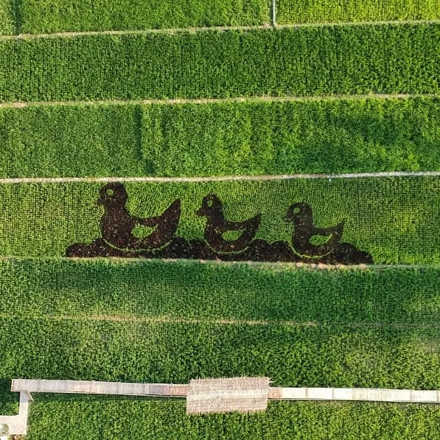 Sawah Kreasi Jogja, Destinasi Instagramable dengan Aneka Gambar Lucu di Sawah. Unyu Banget Sih! 4