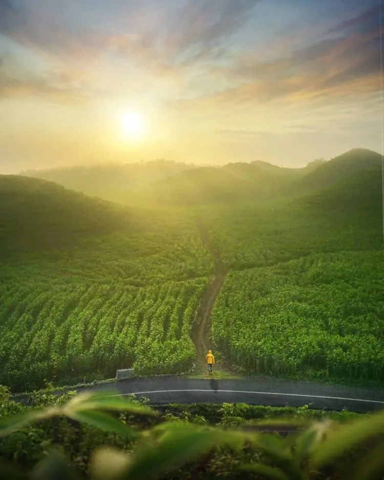 Gunung Bagus, Destinasi Ala Bukit Teletubbies yang Viral di Gunungkidul. Disebut Sebagai Sumbanya Jogja! 10