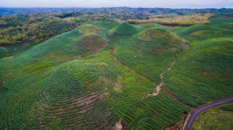 Gunung Bagus, Destinasi Ala Bukit Teletubbies yang Viral di Gunungkidul. Disebut Sebagai Sumbanya Jogja! 8