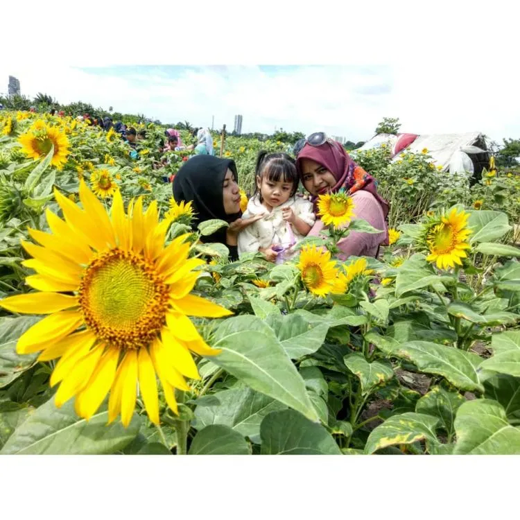 Kebun Bunga Matahari di Tangerang Viral di Media Sosial. Sudahkah Kamu Berkunjung ke Sana? 8