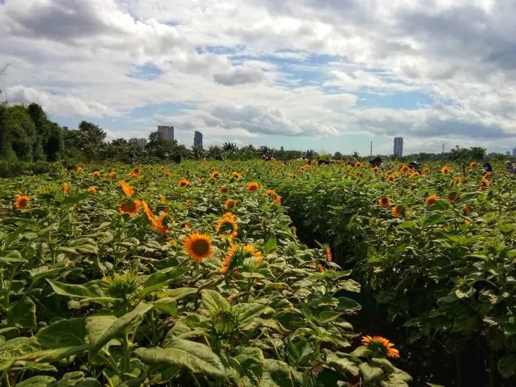 Kebun Bunga Matahari di Tangerang Viral di Media Sosial. Sudahkah Kamu Berkunjung ke Sana? 6