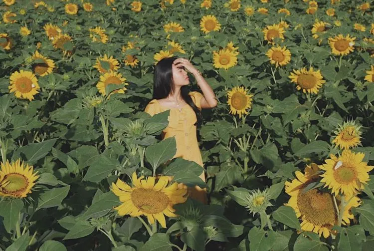 Sunflower Garden, Destinasi Kebun Bunga Matahari yang Hits di Kediri. Instagramable Banget Deh! 11