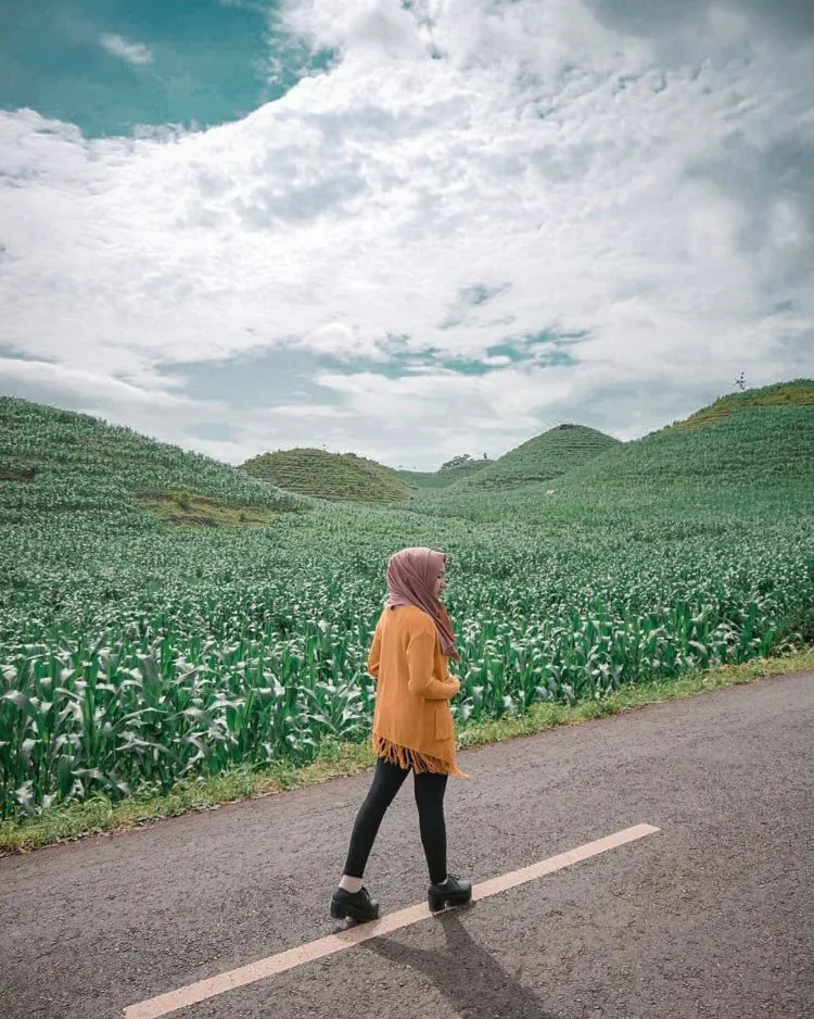 Gunung Bagus, Destinasi Ala Bukit Teletubbies yang Viral di Gunungkidul. Disebut Sebagai Sumbanya Jogja! 9