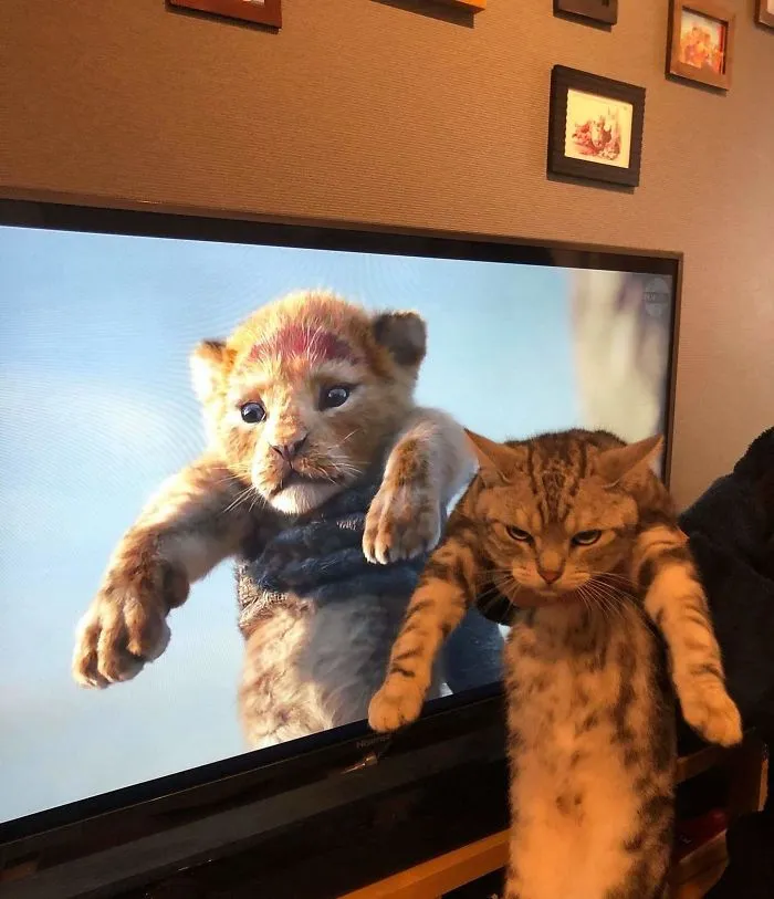 15 Kucing ini Seolah Terjebak dalam Posisi Sulit. Pengen Nolong Tapi Nggak Kuat Liatnya, Gemesnya! 24