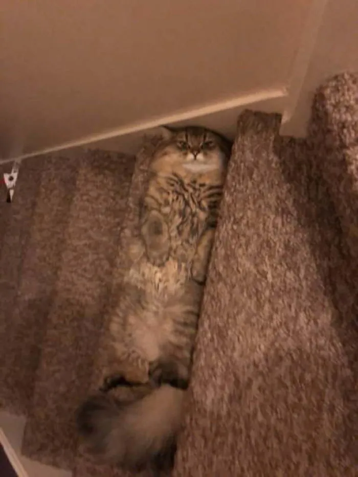 15 Kucing ini Seolah Terjebak dalam Posisi Sulit. Pengen Nolong Tapi Nggak Kuat Liatnya, Gemesnya! 25