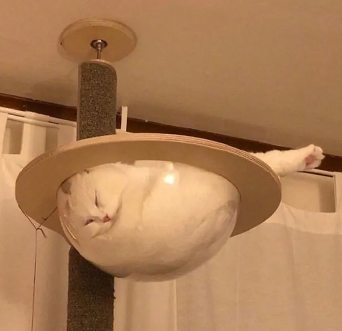 15 Kucing ini Seolah Terjebak dalam Posisi Sulit. Pengen Nolong Tapi Nggak Kuat Liatnya, Gemesnya! 20