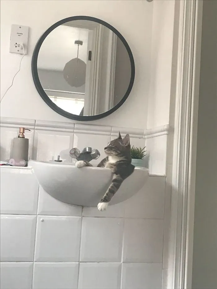 15 Kucing ini Seolah Terjebak dalam Posisi Sulit. Pengen Nolong Tapi Nggak Kuat Liatnya, Gemesnya! 19