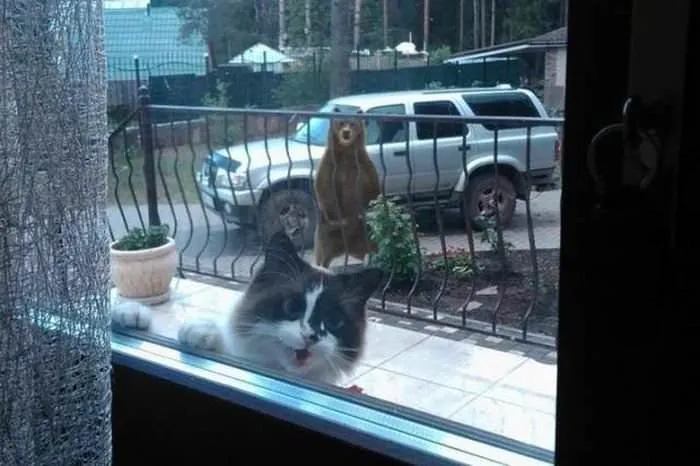 15 Kucing ini Seolah Terjebak dalam Posisi Sulit. Pengen Nolong Tapi Nggak Kuat Liatnya, Gemesnya! 18