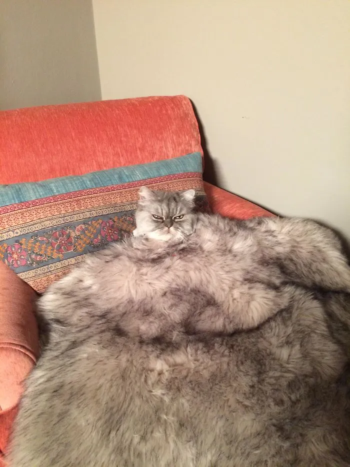 15 Kucing ini Seolah Terjebak dalam Posisi Sulit. Pengen Nolong Tapi Nggak Kuat Liatnya, Gemesnya! 16
