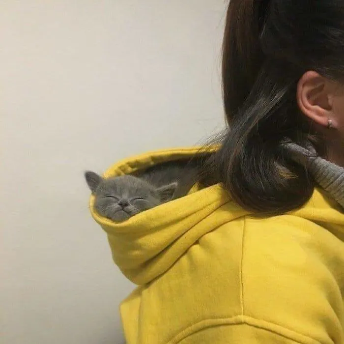 15 Kucing ini Seolah Terjebak dalam Posisi Sulit. Pengen Nolong Tapi Nggak Kuat Liatnya, Gemesnya! 21