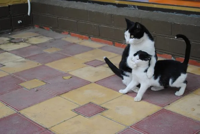 15 Kucing ini Seolah Terjebak dalam Posisi Sulit. Pengen Nolong Tapi Nggak Kuat Liatnya, Gemesnya! 23