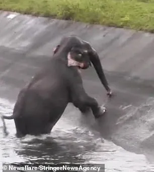 Seekor Anak Gajah Terjebak di Sungai, Warga Gotong Royong Menolongnya. Videonya Bikin Deg-Degan! 4