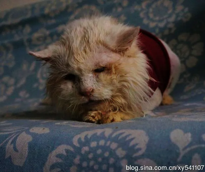 Sisi Gelap Kelucuan Kucing yang Sering Dimanfaatkan buat Keuntungan Pribadi Lewat Donasi. Jahat deh!