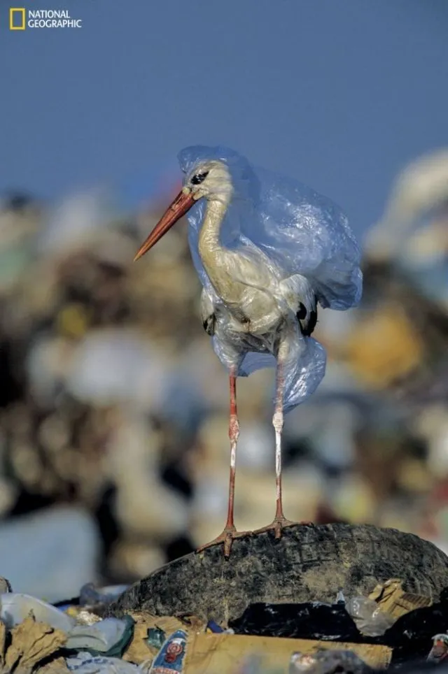 Hewan Makin Sering Tertipu Anggap Plastik Itu Makanan. Kalau Tahu Alasannya, Kamu Akan Miris Sendiri 5