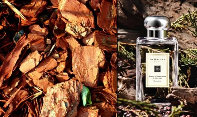 Jenis Parfum yang Aromanya Cocok dengan Golongan Darah. Asli, Lebih Terpancar Wanginya 5