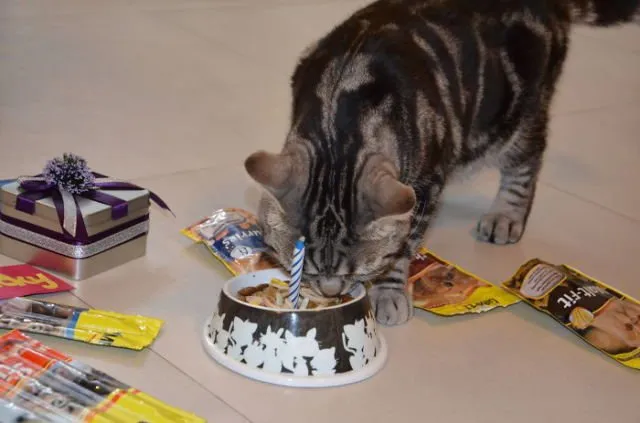 Tiup Lilin Sampai Makan Kue Tar, Begini Meriahnya Pesta Ulang Tahun ala Kucing. Lucu Banget sih!!! 20
