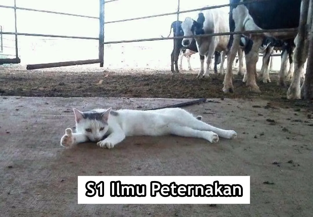 Andai Kucing Bisa Mengenyam Pendidikan, Mungkin ini 15 Jurusan yang Mereka Geluti. Gemes Liatnya! 19