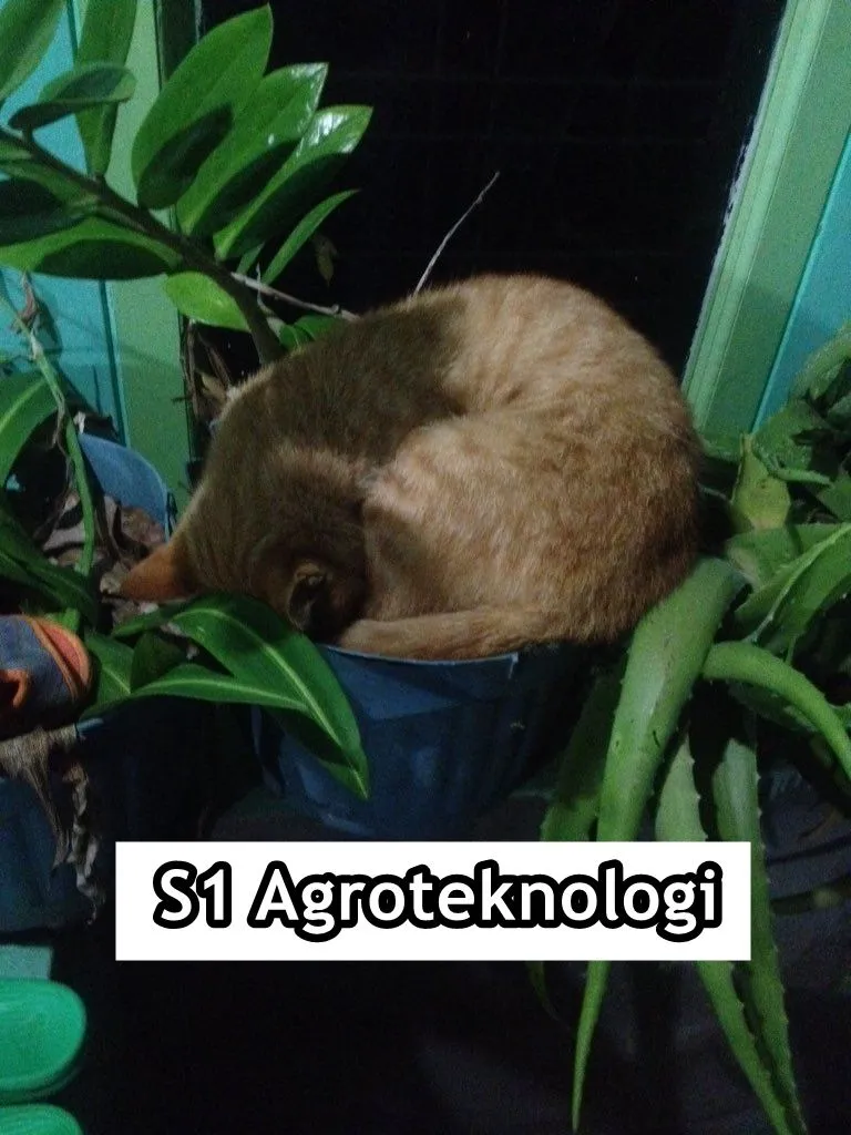 Andai Kucing Bisa Mengenyam Pendidikan, Mungkin ini 15 Jurusan yang Mereka Geluti. Gemes Liatnya! 28