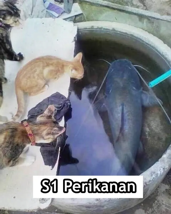 Andai Kucing Bisa Mengenyam Pendidikan, Mungkin ini 15 Jurusan yang Mereka Geluti. Gemes Liatnya! 29