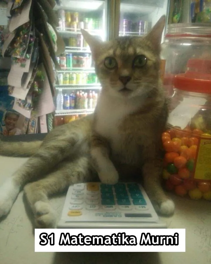 Andai Kucing Bisa Mengenyam Pendidikan, Mungkin ini 15 Jurusan yang Mereka Geluti. Gemes Liatnya! 30