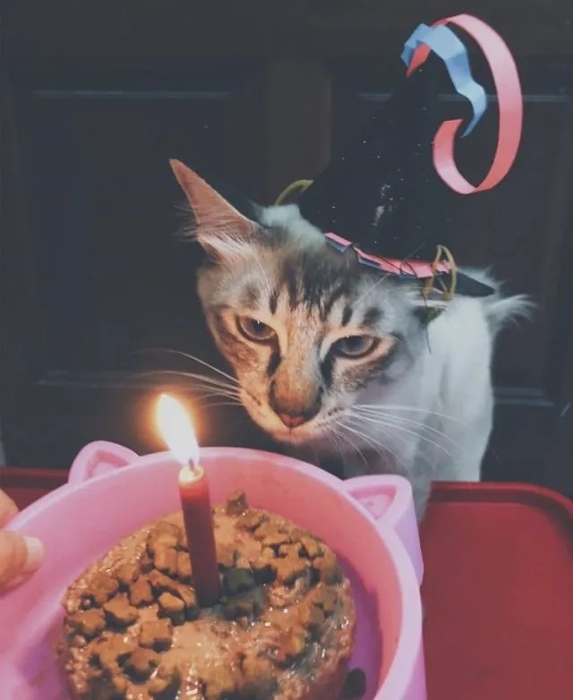Tiup Lilin Sampai Makan Kue Tar, Begini Meriahnya Pesta Ulang Tahun ala Kucing. Lucu Banget sih!!! 25