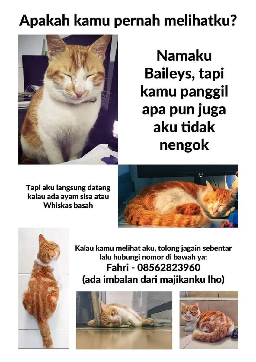 Kucing Kesayangan Hilang, si Penemu Minta Imbalan Berupa Ponsel pada Pemilik. Ini Ikhlas Nggak sih? 5