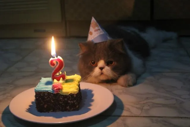Tiup Lilin Sampai Makan Kue Tar, Begini Meriahnya Pesta Ulang Tahun ala Kucing. Lucu Banget sih!!! 24