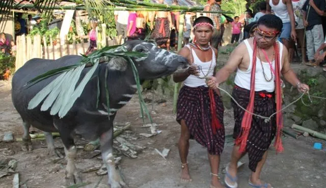 Makna Luhur di Balik Mahalnya Mahar dalam Pernikahan Adat Sumba. Bisa Capai 500 Juta! 10