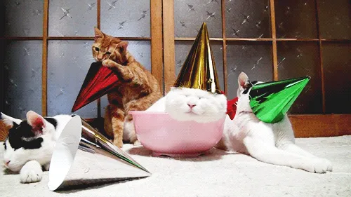 Tiup Lilin Sampai Makan Kue Tar, Begini Meriahnya Pesta Ulang Tahun ala Kucing. Lucu Banget sih!!! 30