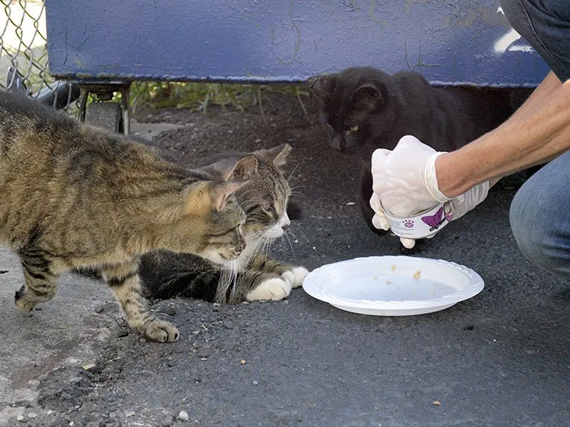 Sisi Gelap Kelucuan Kucing yang Sering Dimanfaatkan buat Keuntungan Pribadi Lewat Donasi. Jahat deh! 5
