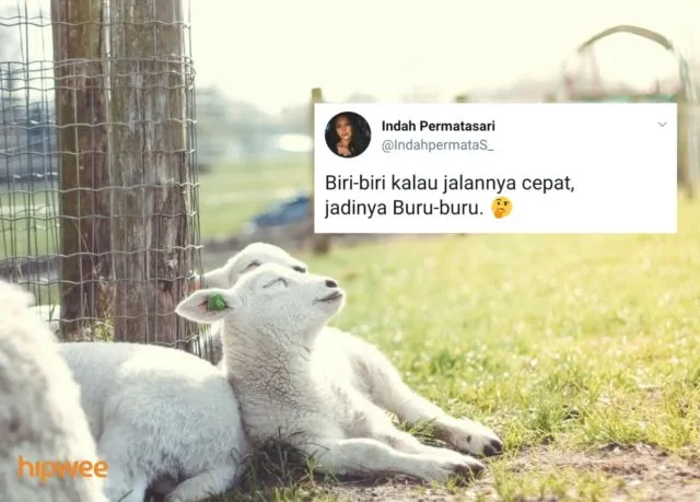 Begini Jadinya Kalau para Binatang ini Dinamai Sesuai dengan Keadaan dan Situasi. Malah Kocak sih! 16