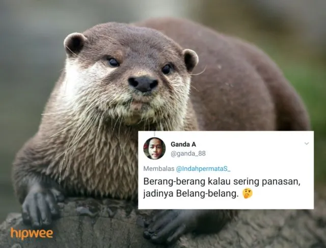 Begini Jadinya Kalau para Binatang ini Dinamai Sesuai dengan Keadaan dan Situasi. Malah Kocak sih! 27