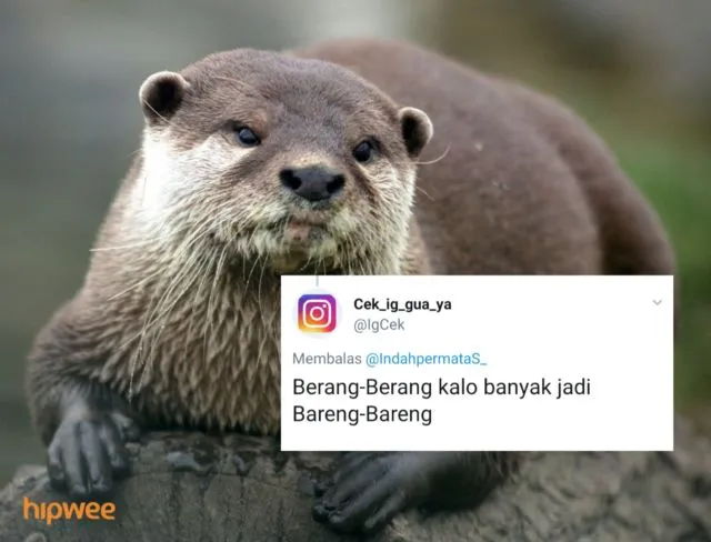 Begini Jadinya Kalau para Binatang ini Dinamai Sesuai dengan Keadaan dan Situasi. Malah Kocak sih! 28