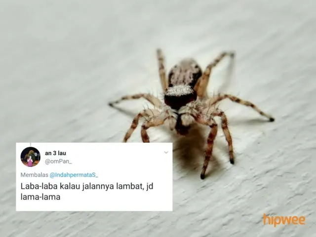Begini Jadinya Kalau para Binatang ini Dinamai Sesuai dengan Keadaan dan Situasi. Malah Kocak sih! 24
