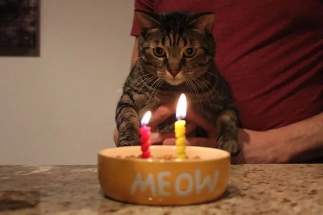 Tiup Lilin Sampai Makan Kue Tar, Begini Meriahnya Pesta Ulang Tahun ala Kucing. Lucu Banget sih!!! 23