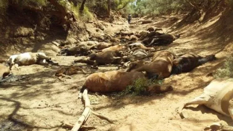 Gelombang Panas di Australia Capai 46 Derajat. Ini 8 Dampak Gilanya, Sampai Bisa Panggang Biskuit! 6