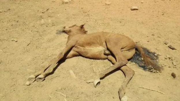 Gelombang Panas di Australia Capai 46 Derajat. Ini 8 Dampak Gilanya, Sampai Bisa Panggang Biskuit! 7