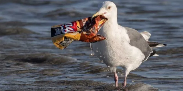 Hewan Makin Sering Tertipu Anggap Plastik Itu Makanan. Kalau Tahu Alasannya, Kamu Akan Miris Sendiri 6