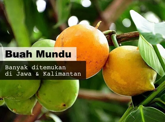 8 Buah Asli Indonesia yang Namanya Masih Jarang Dikenal. Padahal Enak Banget, Ada yang Pernah Coba? 11