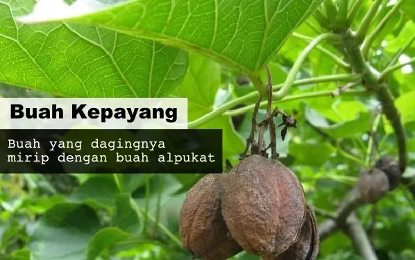 8 Buah Asli Indonesia yang Namanya Masih Jarang Dikenal. Padahal Enak Banget, Ada yang Pernah Coba? 14