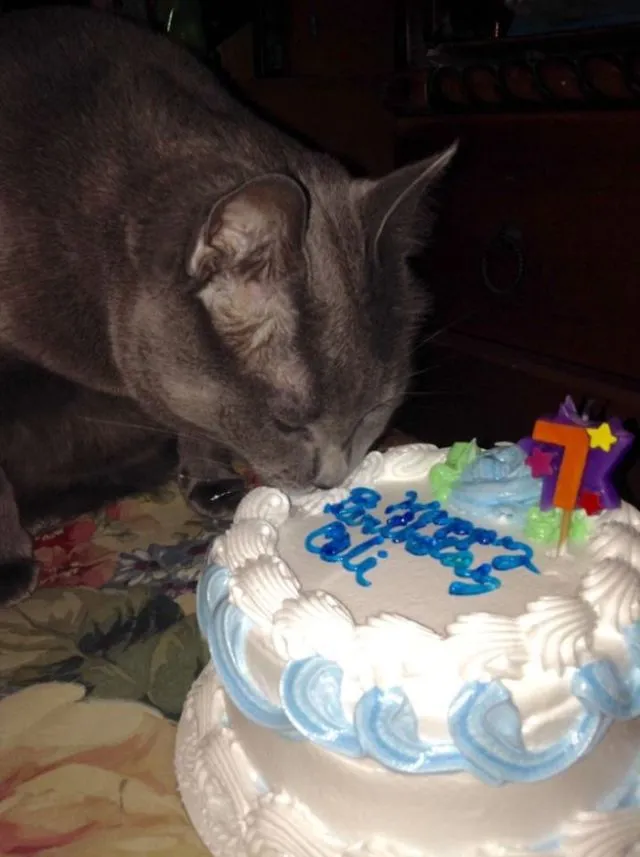 Tiup Lilin Sampai Makan Kue Tar, Begini Meriahnya Pesta Ulang Tahun ala Kucing. Lucu Banget sih!!! 18