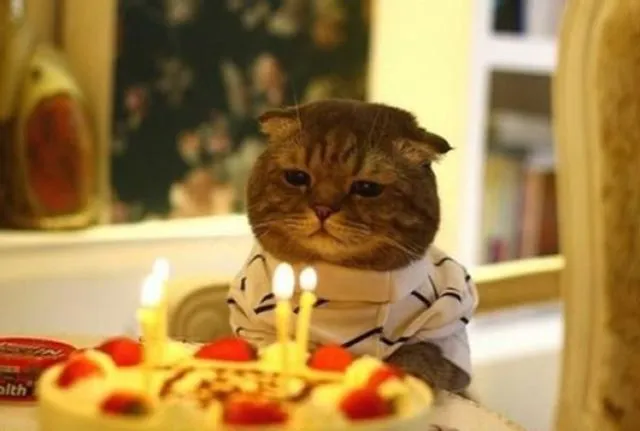 Tiup Lilin Sampai Makan Kue Tar, Begini Meriahnya Pesta Ulang Tahun ala Kucing. Lucu Banget sih!!! 16