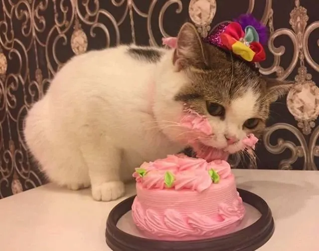 Tiup Lilin Sampai Makan Kue Tar, Begini Meriahnya Pesta Ulang Tahun ala Kucing. Lucu Banget sih!!! 19