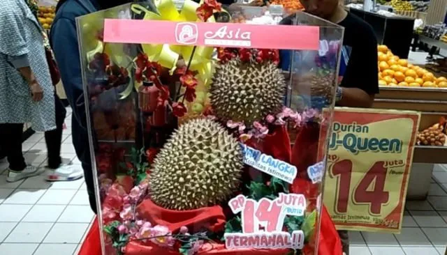 4 Alasan Masuk Akal Kenapa Durian J-Queen Bisa Dihargai Sampai Rp14 Juta. Langsung Laku Juga Lo 6