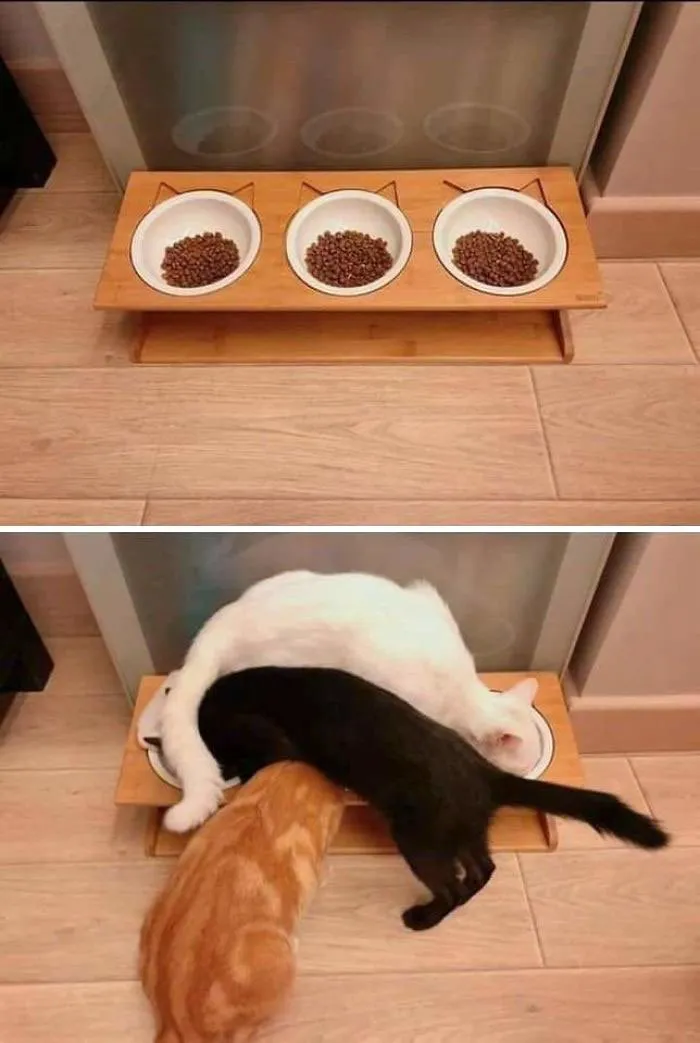 15 Kucing ini Seolah Terjebak dalam Posisi Sulit. Pengen Nolong Tapi Nggak Kuat Liatnya, Gemesnya! 17
